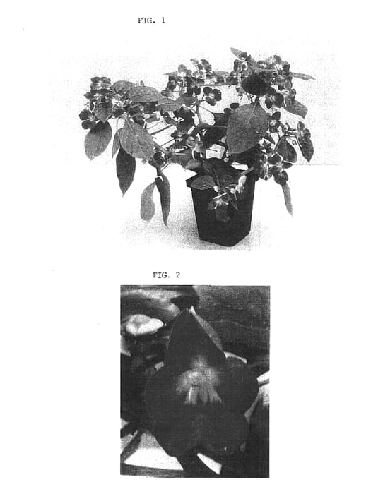 Figure 1 of US plant patent PP15472, the photograph of Balfusheat printed in the patent.