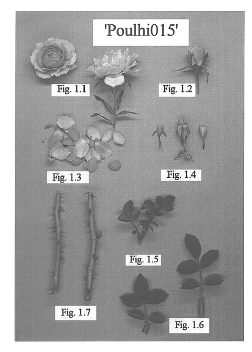 Figure 1 of US plant patent PP15473, the photograph of POULhi015 printed in the patent.