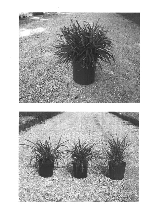 Figure 1 of US plant patent PP15474, the photograph of Bigun printed in the patent.