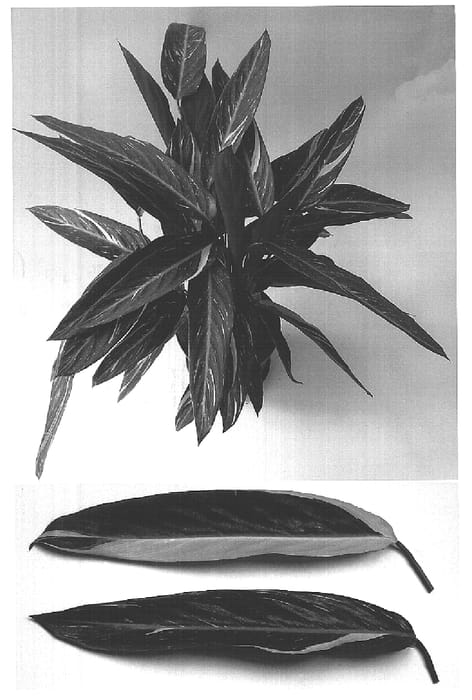 Figure 1 of US plant patent PP15475, the photograph of Valmic printed in the patent.