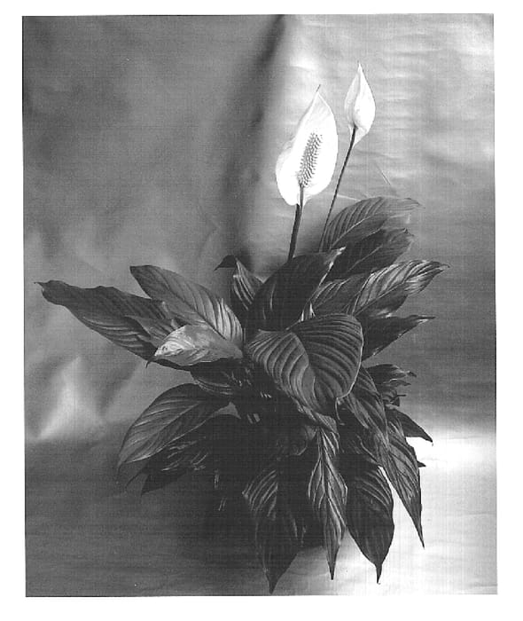 Figure 1 of US plant patent PP15476, the photograph of Carlos printed in the patent.