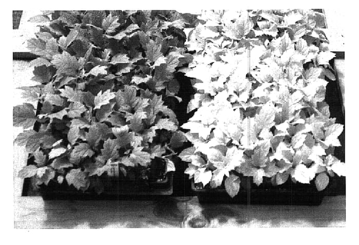 Figure 1 of US plant patent PP15477, the photograph of Little Honey printed in the patent.