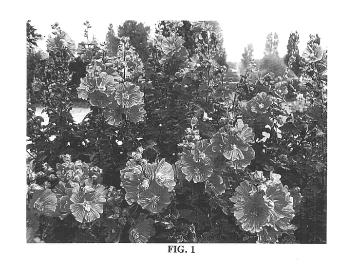 Figure 1 of US plant patent PP15478, the photograph of Inovera printed in the patent.