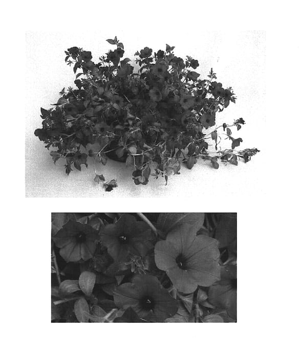 Figure 1 of US plant patent PP15480, the photograph of Whip Pur printed in the patent.