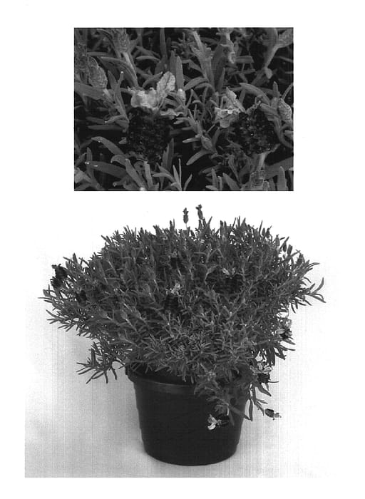 Figure 1 of US plant patent PP15481, the photograph of Barcelona Rose printed in the patent.