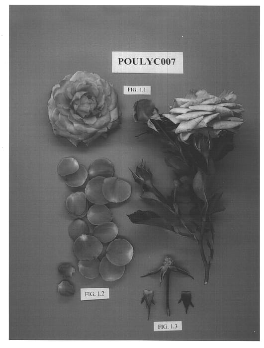 Figure 1 of US plant patent PP15482, the photograph of POULyc007 printed in the patent.