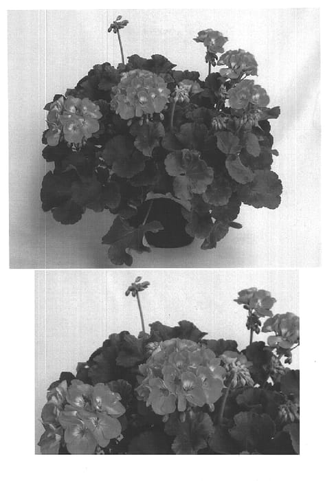 Figure 1 of US plant patent PP15483, the photograph of Amri Orch printed in the patent.