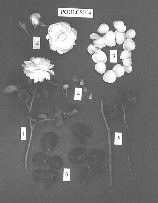 Figure 1 of US plant patent PP15484, the photograph of POULcs004 printed in the patent.