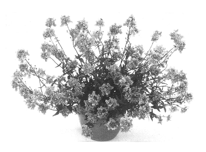 Figure 1 of US plant patent PP15485, the photograph of Balarropi printed in the patent.