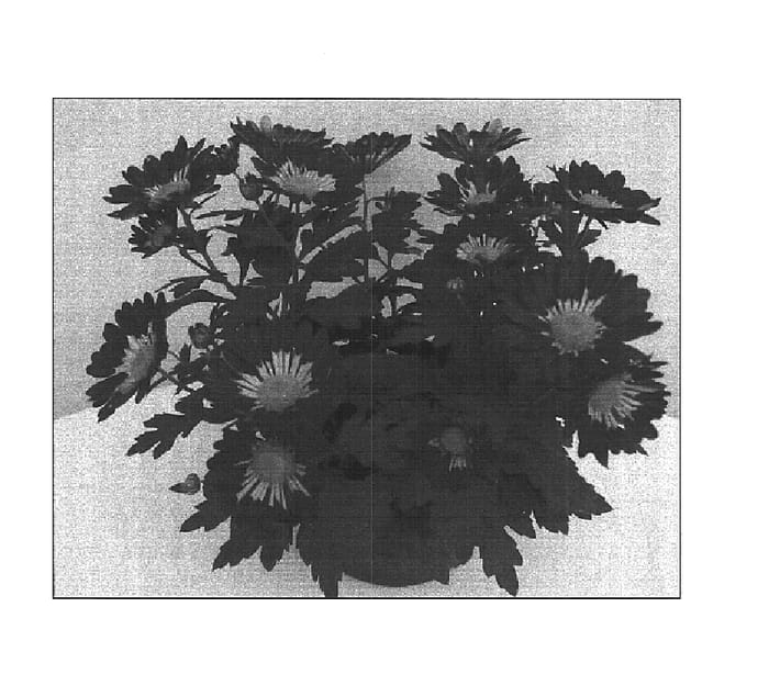 Figure 1 of US plant patent PP15486, the photograph of Abba printed in the patent.