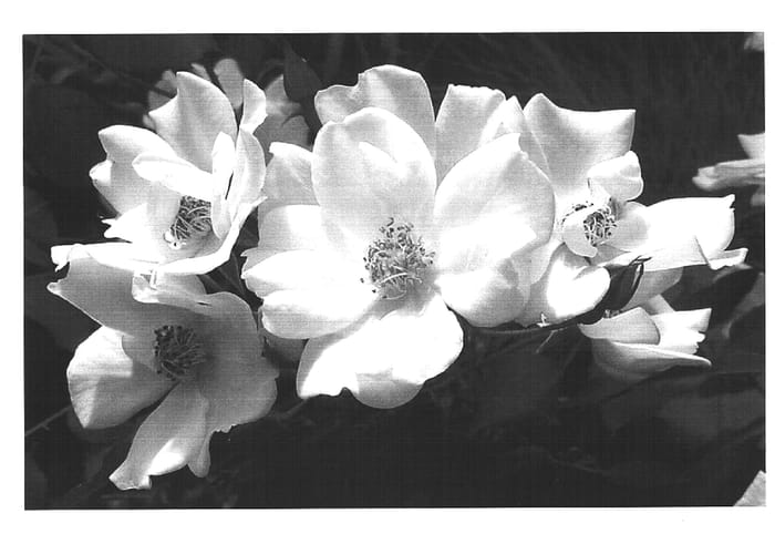Figure 1 of US plant patent PP15487, the photograph of Meipadan printed in the patent.