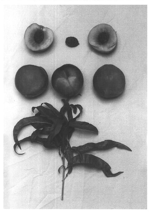 Figure 1 of US plant patent PP15488, the photograph of GBN-ONE printed in the patent.