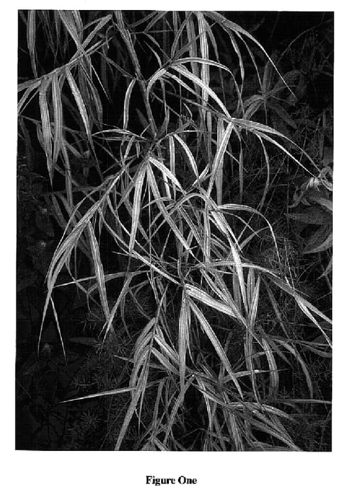 Figure 1 of US plant patent PP15489, the photograph of Oriental Gold printed in the patent.