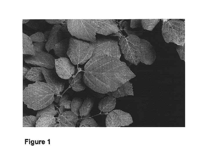 Figure 1 of US plant patent PP15490, the photograph of Blue Shadow printed in the patent.