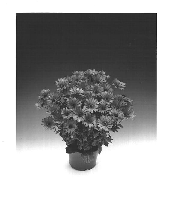 Figure 1 of US plant patent PP15491, the photograph of Osoutis printed in the patent.