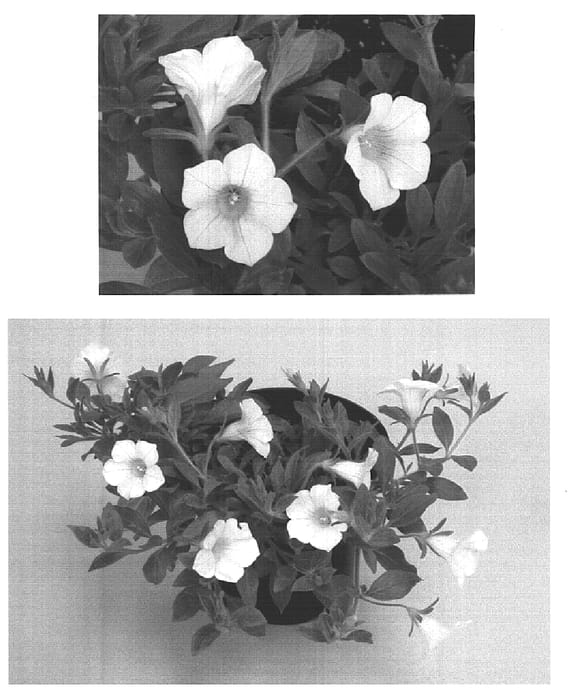 Figure 1 of US plant patent PP15492, the photograph of Bluette White printed in the patent.