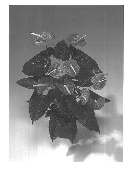 Figure 1 of US plant patent PP15493, the photograph of Rijn200024 printed in the patent.