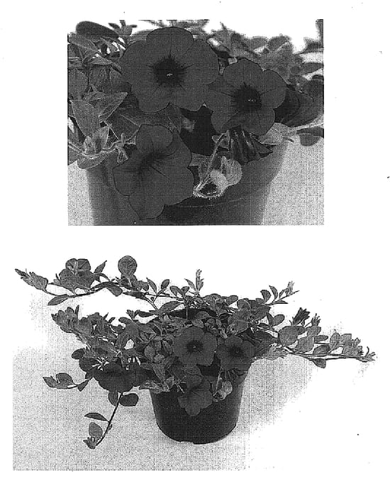 Figure 1 of US plant patent PP15494, the photograph of MP201 printed in the patent.