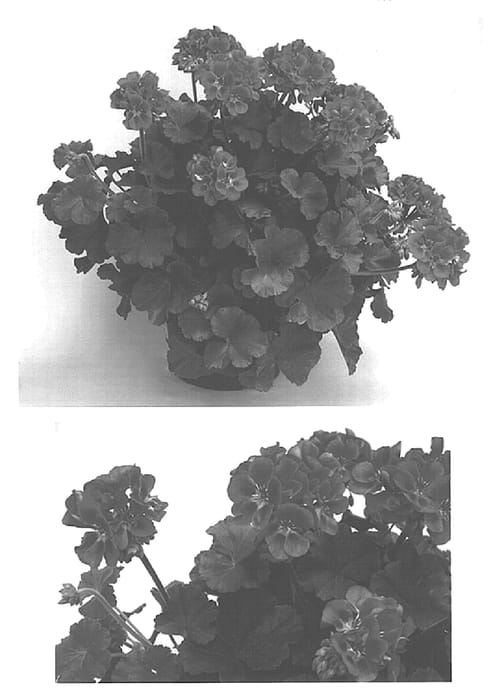 Figure 1 of US plant patent PP15495, the photograph of Clips Rosspla printed in the patent.