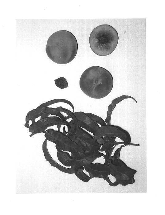 Figure 1 of US plant patent PP15496, the photograph of Calara printed in the patent.