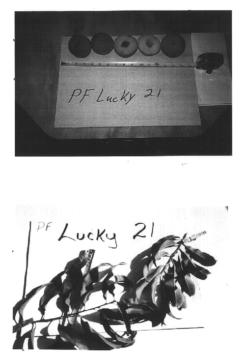 Figure 1 of US plant patent PP15497, the photograph of P.F. Lucky 21 printed in the patent.