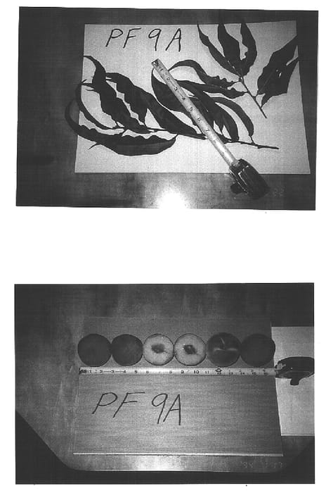 Figure 1 of US plant patent PP15498, the photograph of P.F. 9A-007 printed in the patent.