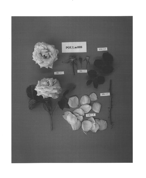 Figure 1 of US plant patent PP15499, the photograph of POULac008 printed in the patent.
