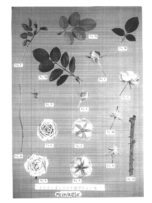 Figure 1 of US plant patent PP15501, the photograph of Meimanesk printed in the patent.