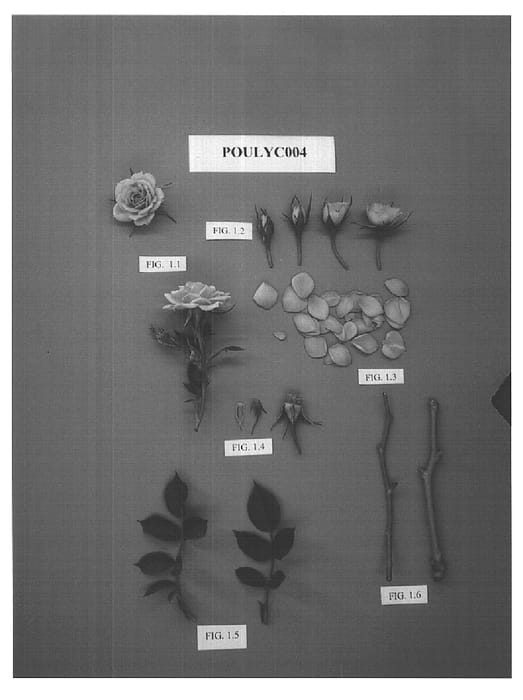 Figure 1 of US plant patent PP15502, the photograph of POULyc004 printed in the patent.
