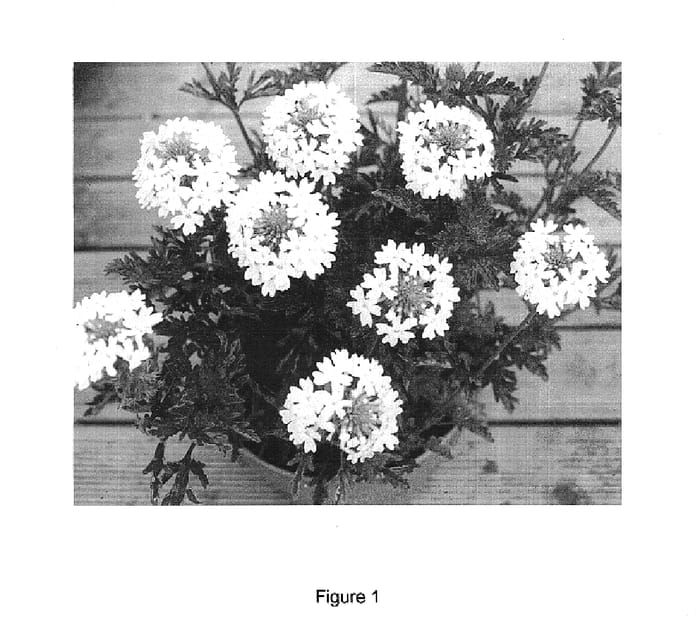 Figure 1 of US plant patent PP15503, the photograph of Miss Anne printed in the patent.