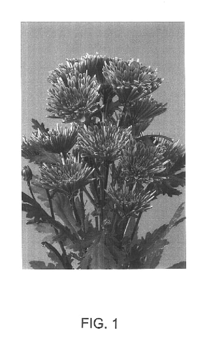 Figure 1 of US plant patent PP15504, the photograph of Sizzleness Pink printed in the patent.