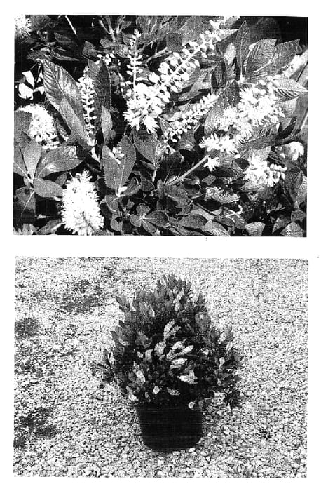 Figure 1 of US plant patent PP15505, the photograph of Sotite printed in the patent.