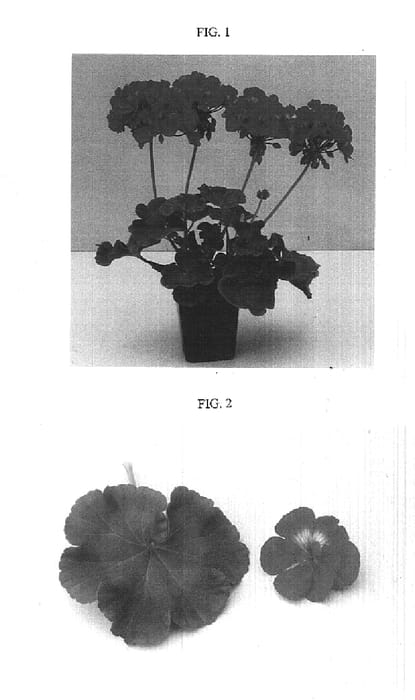 Figure 1 of US plant patent PP15506, the photograph of POULra21 printed in the patent.