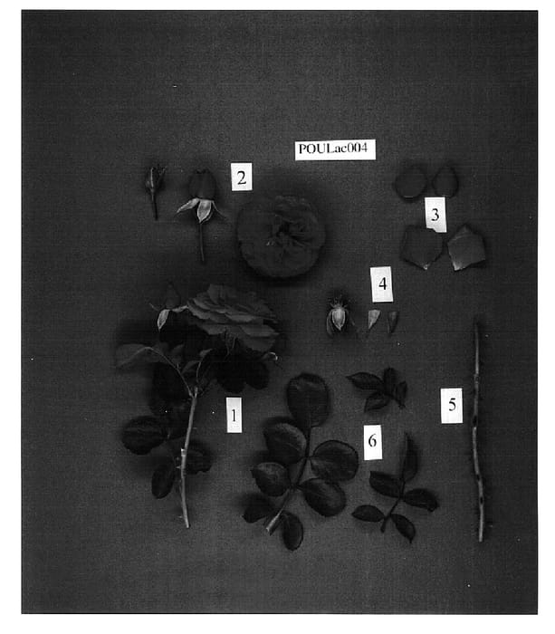 Figure 1 of US plant patent PP15507, the photograph of POULac004 printed in the patent.