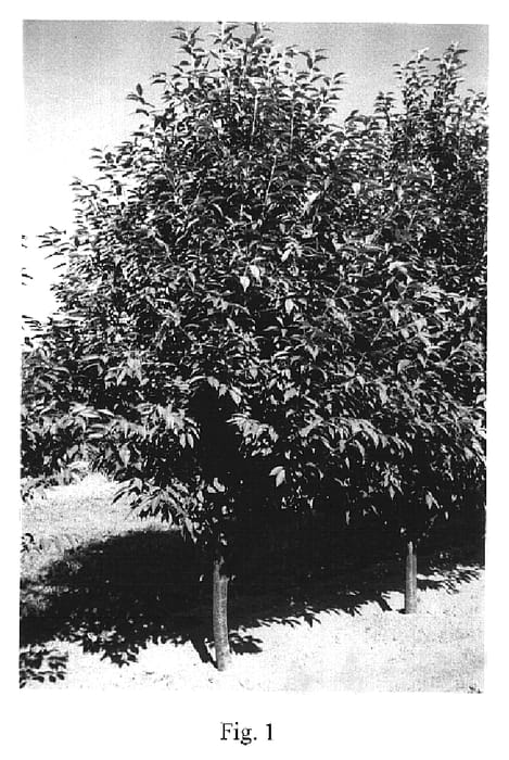 Figure 1 of US plant patent PP15508, the photograph of Piku 3 printed in the patent.