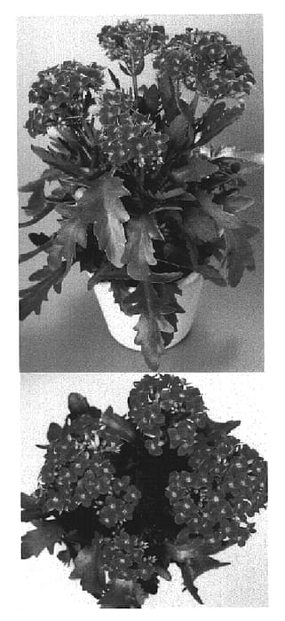 Figure 1 of US plant patent PP15509, the photograph of 2000-0716 printed in the patent.