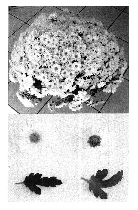 Figure 1 of US plant patent PP15510, the photograph of Sercia printed in the patent.