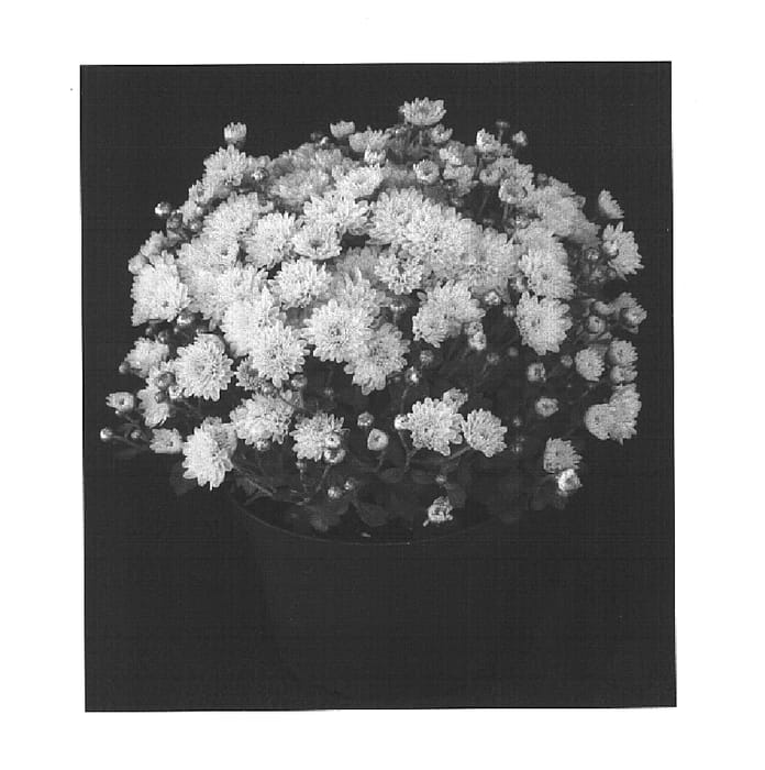 Figure 1 of US plant patent PP15511, the photograph of Sunny Yogretchen printed in the patent.