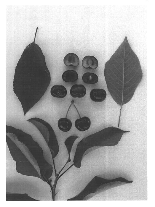 Figure 1 of US plant patent PP15512, the photograph of Glenrock printed in the patent.