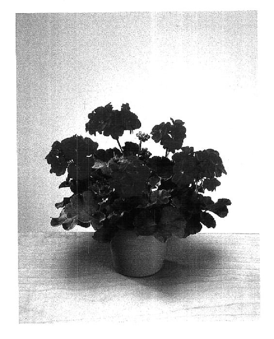 Figure 1 of US plant patent PP15513, the photograph of Fisrodark printed in the patent.