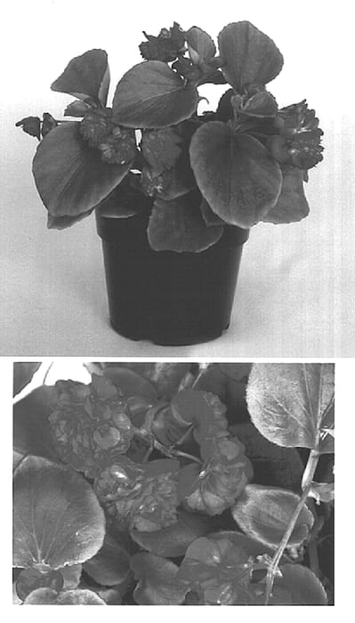 Figure 1 of US plant patent PP15514, the photograph of Gum Drop Red printed in the patent.