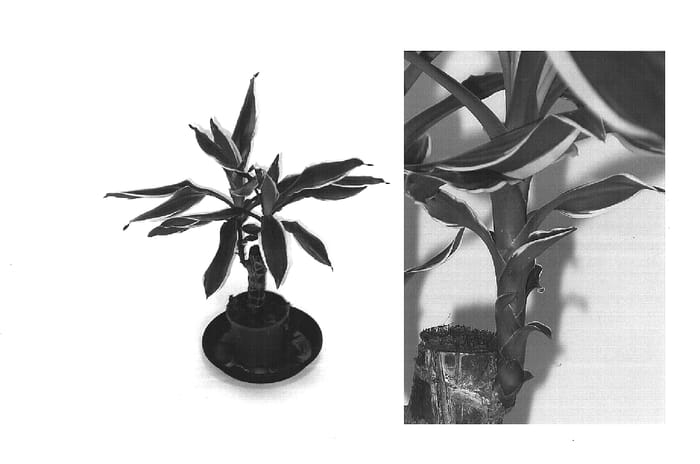 Figure 1 of US plant patent PP15515, the photograph of Goldream printed in the patent.