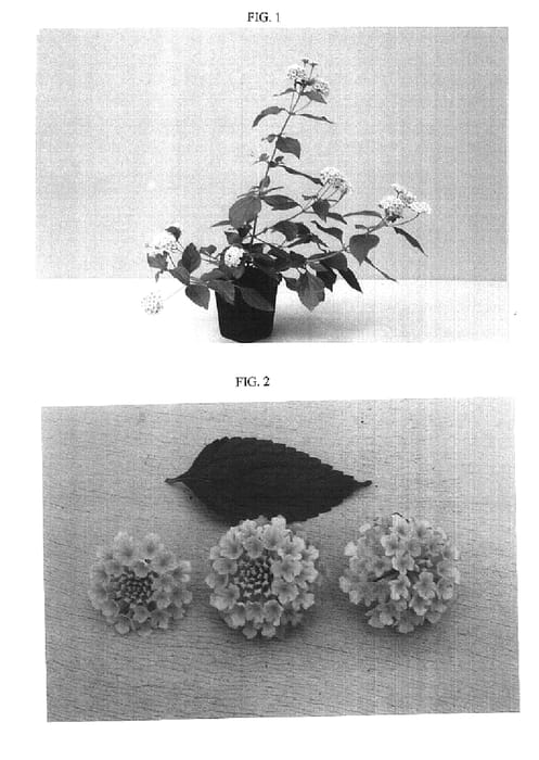 Figure 1 of US plant patent PP15516, the photograph of Balandpawn printed in the patent.