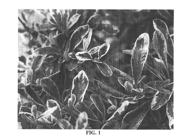 Figure 1 of US plant patent PP15517, the photograph of Cadvar printed in the patent.