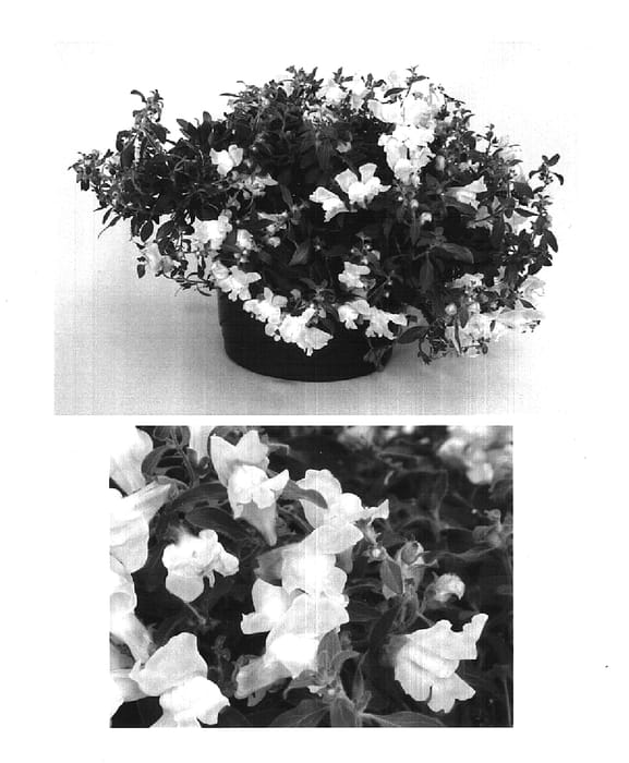 Figure 1 of US plant patent PP15518, the photograph of Sulte Litpinka printed in the patent.