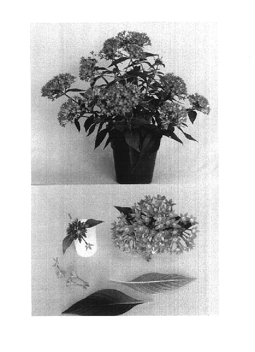 Figure 1 of US plant patent PP15519, the photograph of Lava Rose printed in the patent.