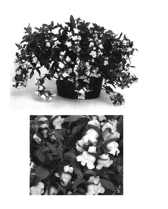 Figure 1 of US plant patent PP15520, the photograph of Sulte Redyel printed in the patent.