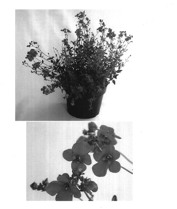 Figure 1 of US plant patent PP15521, the photograph of Coditer printed in the patent.