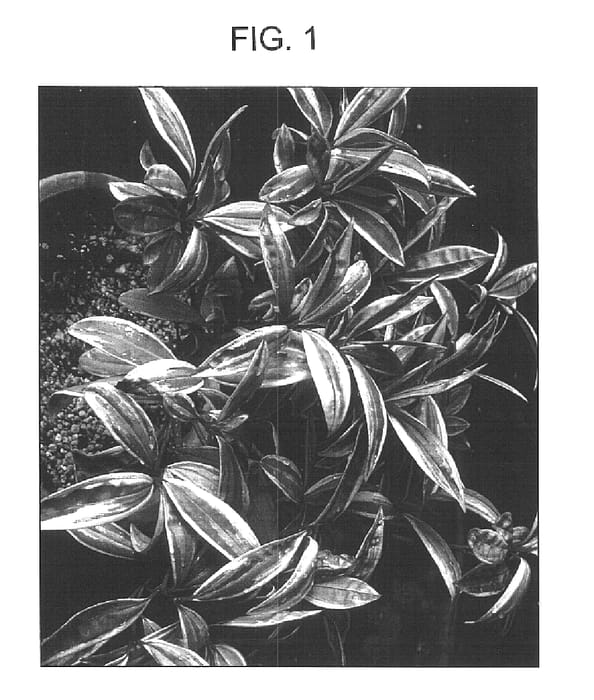 Figure 1 of US plant patent PP15522, the photograph of Gifu Variegated printed in the patent.