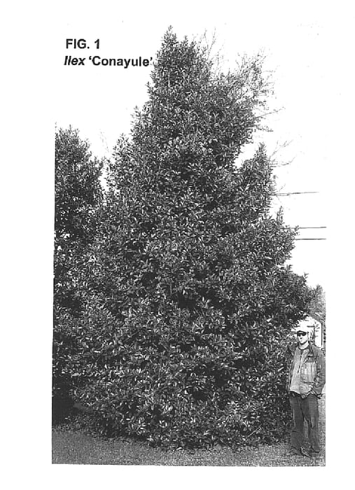 Figure 1 of US plant patent PP15523, the photograph of Conayule printed in the patent.